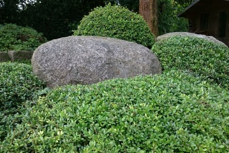 Kissenartig geschnittene Buchs und Ilex