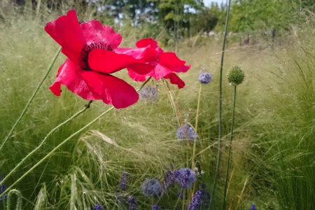 Mohnblüte