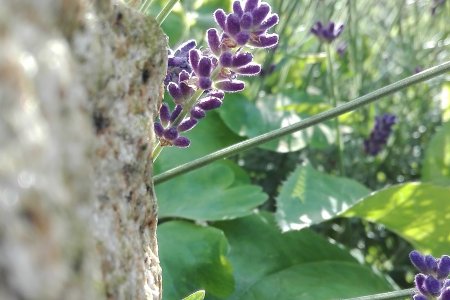 Blick in den Garten