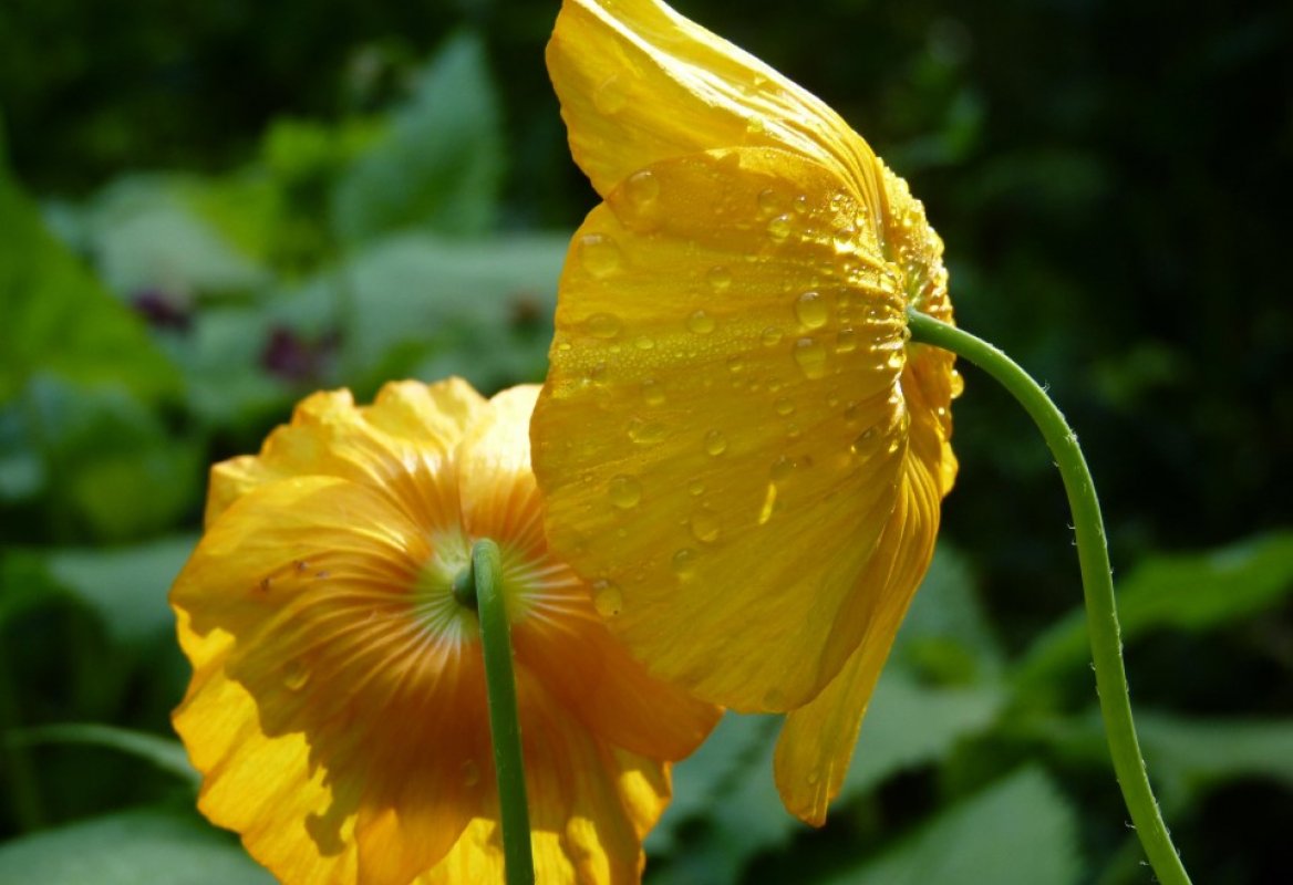 blühender Himalaya-Scheinmohn