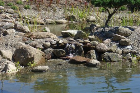 Klärteich und Schwimmteich