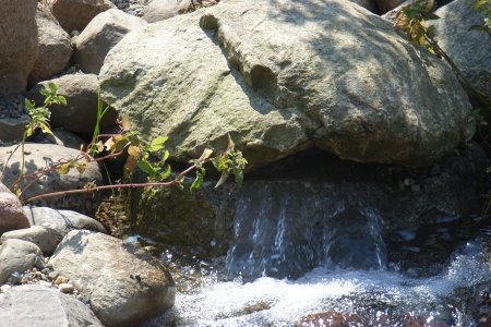 Wasser sprudelt aus Quellstein